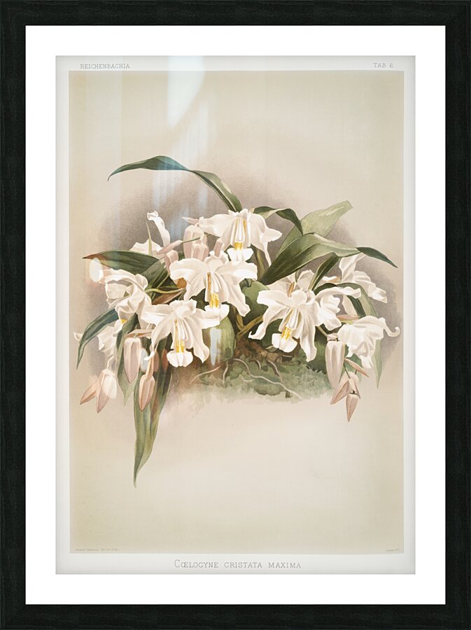 Coelogyne cristata maxima from Reichenbachia Orchids 1888-1894 illustrated by Frederick Sander 1847-1920.  Picture Frame print