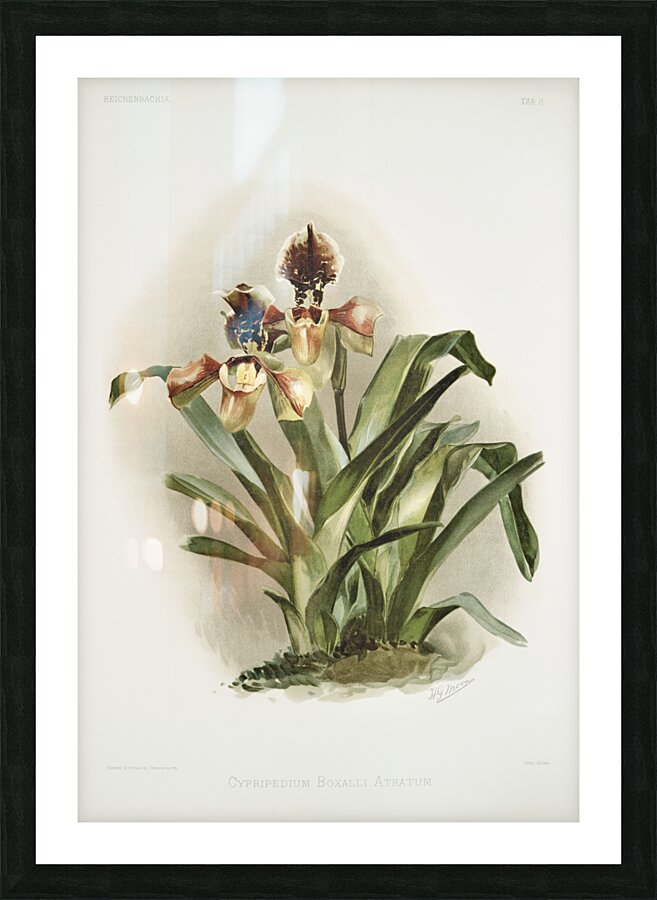 Coelogyne cristata maxima from Reichenbachia Orchids 1888-1894 illustrated by Frederick Sander 1847-1920.  Picture Frame print