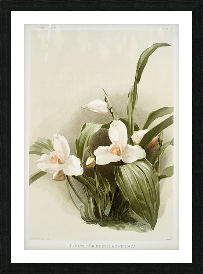 Lycaste skinnerii armeniaca from Reichenbachia Orchids 1888-1894 illustrated by Frederick Sander 1847-1920.  Picture Frame print