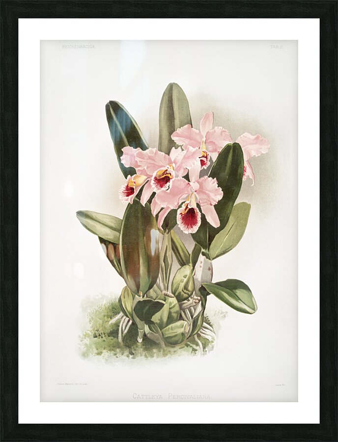Cattleya Percivaliana from Reichenbachia Orchids 1888-1894 by Frederick Sander 1847-1920.  Picture Frame print