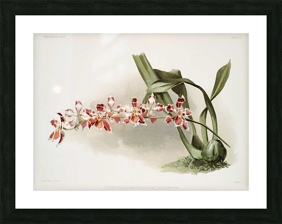 Odontoglossum hybridum leroyanum from Reichenbachia Orchids 1888-1894 illustrated by Frederick Sander 1847-1920.  Picture Frame print