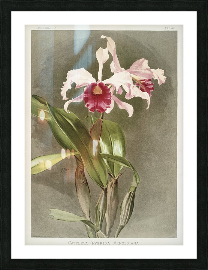 Cattleya hybrida arnoldiana from Reichenbachia Orchids 1888-1894 illustrated by Frederick Sander 1847-1920.  Picture Frame print