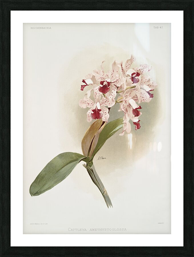 Cattleya amethystoglossa from Reichenbachia Orchids 1888-1894 illustrated by Frederick Sander 1847-1920.  Picture Frame print