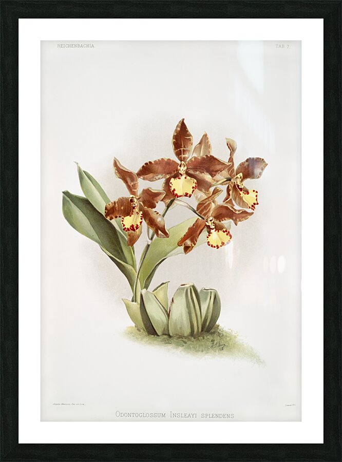 Odontoglossum insleayi splendens from Reichenbachia Orchids 1888-1894 illustrated by Frederick Sander 1847-1920.  Picture Frame print