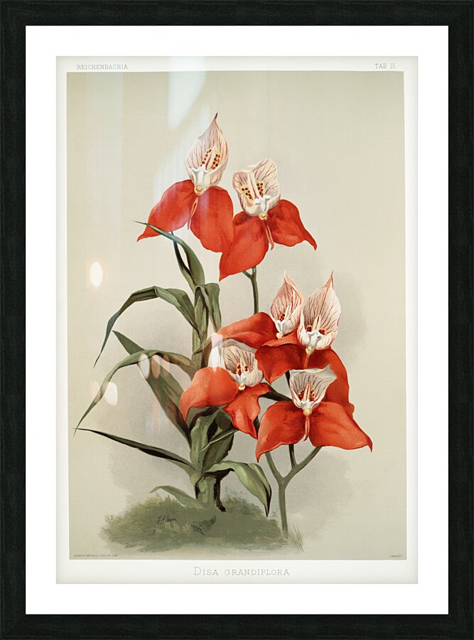 Disa grandiflora from Reichenbachia Orchids 1888-1894 illustrated by Frederick Sander 1847-1920.  Picture Frame print