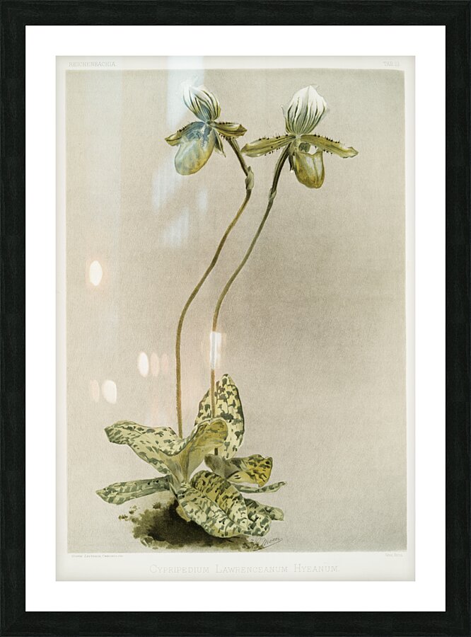 Cypripedium lawrenceanum hyeanum from Reichenbachia Orchids 1888-1894 illustrated by Frederick Sander 1847-1920.  Picture Frame print