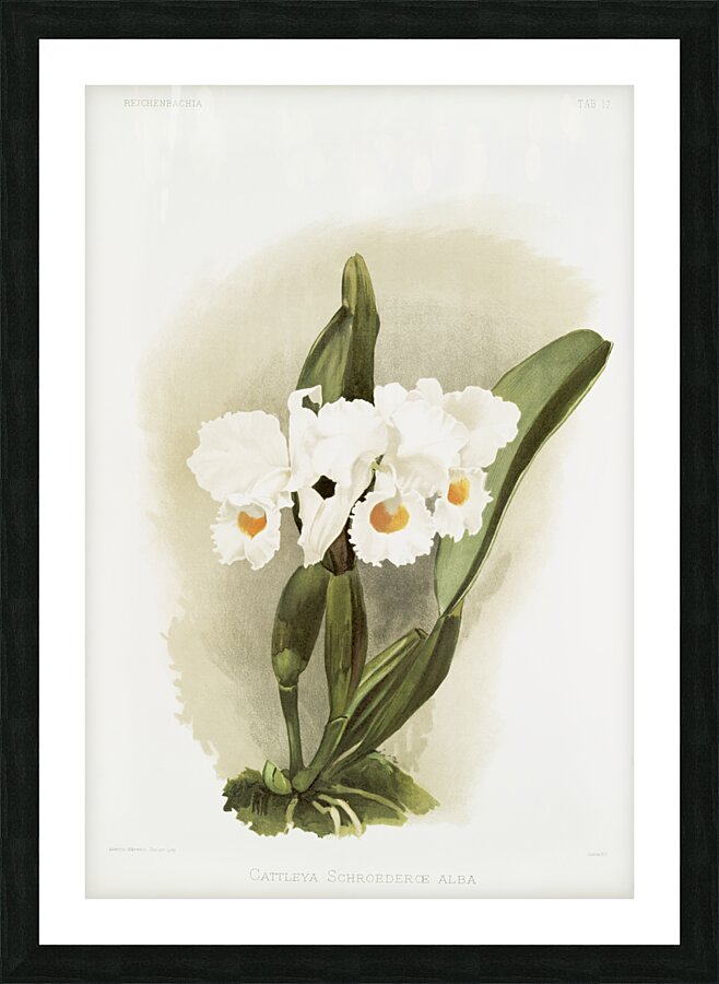 Cattleya schroederoe alba from Reichenbachia Orchids 1888-1894 illustrated by Frederick Sander 1847-1920.  Picture Frame print