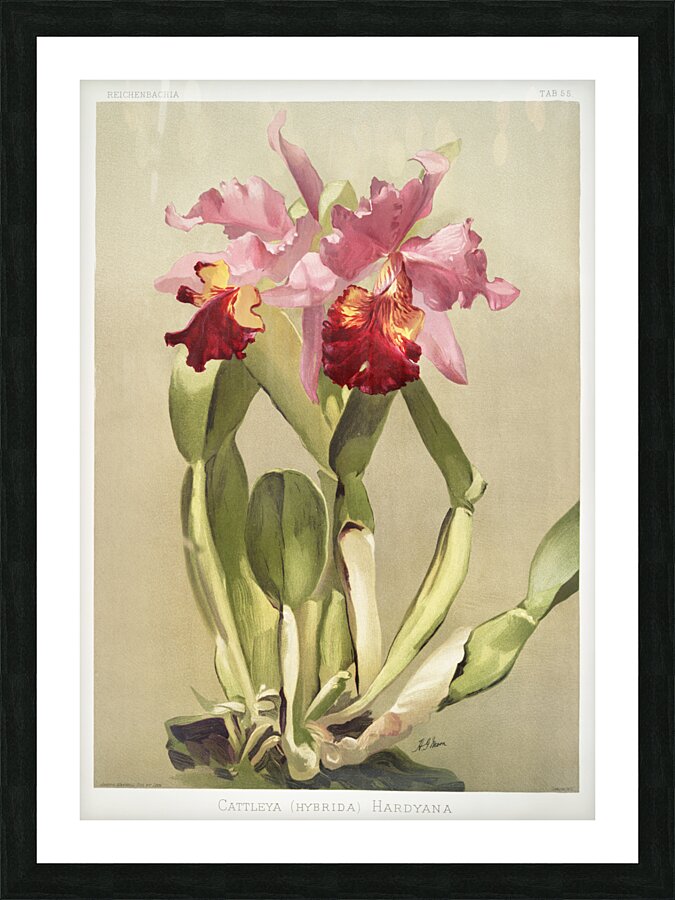 Cattleya hybrida hardyana from Reichenbachia Orchids 1888-1894 illustrated by Frederick Sander 1847-1920.  Picture Frame print