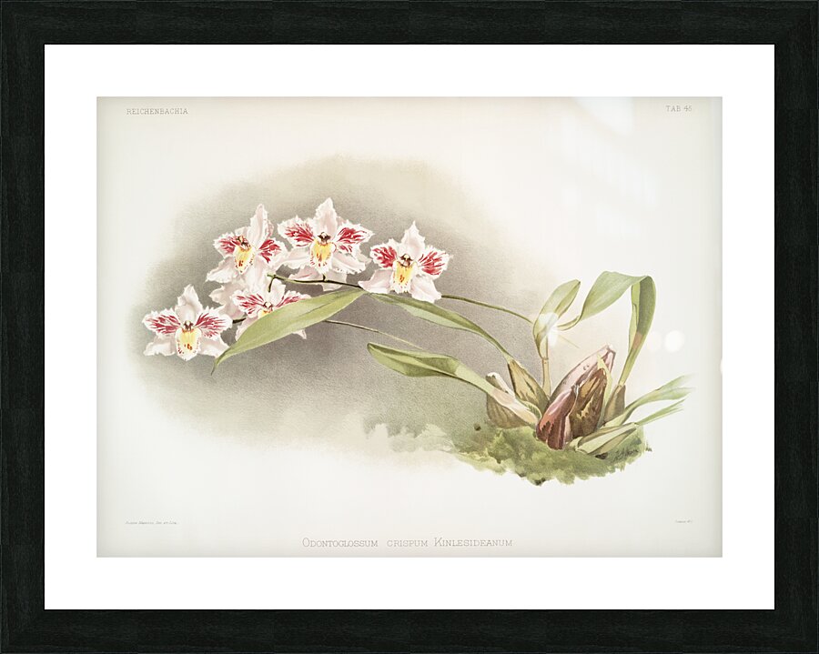 Odontoglossum crispum Kinlesideanum from Reichenbachia Orchids 1888-1894 illustrated by Frederick Sander 1847-1920.  Picture Frame print