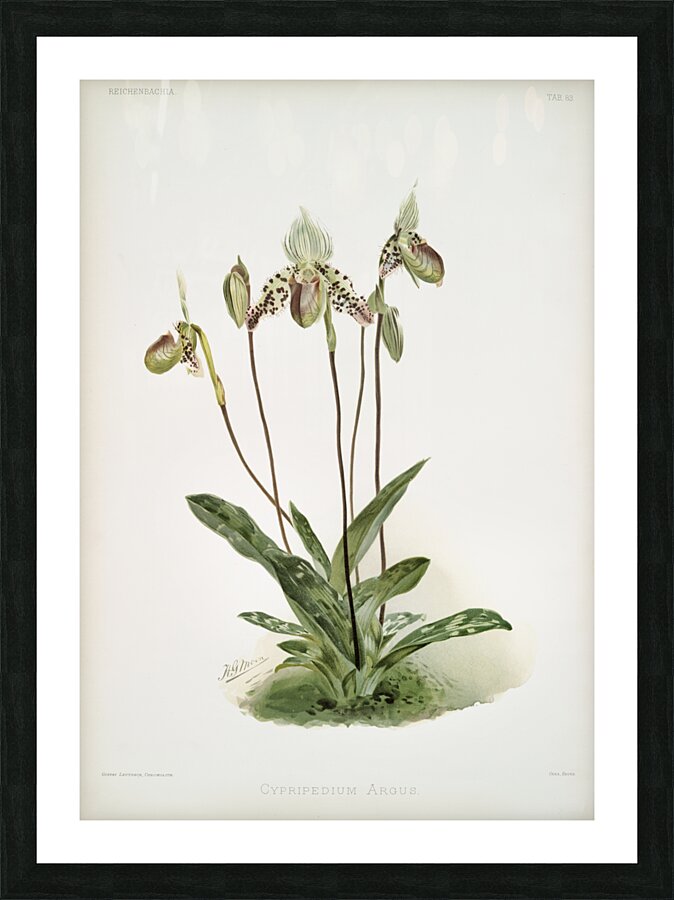 Cypripedium argus from Reichenbachia Orchids 1888-1894 illustrated by Frederick Sander 1847-1920.  Picture Frame print