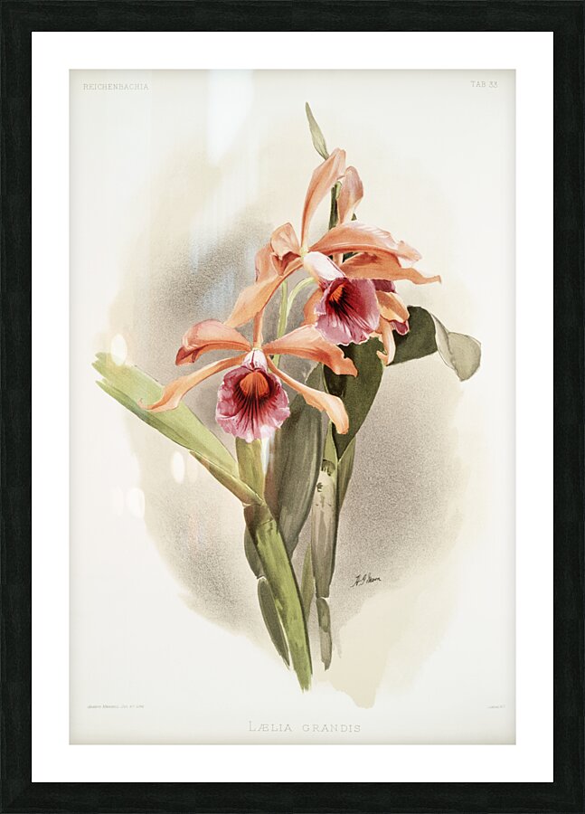 Lælia grandis from Reichenbachia Orchids 1888-1894 illustrated by Frederick Sander 1847-1920.  Picture Frame print