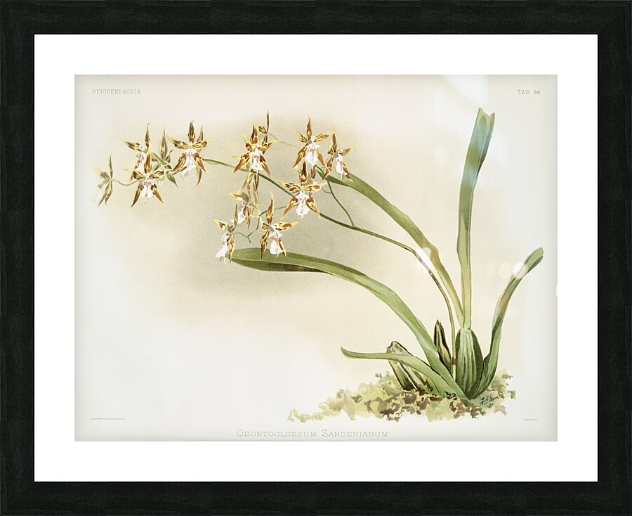 Odontoglossum sanderianum from Reichenbachia Orchids 1888-1894 illustrated by Frederick Sander 1847-1920.  Picture Frame print