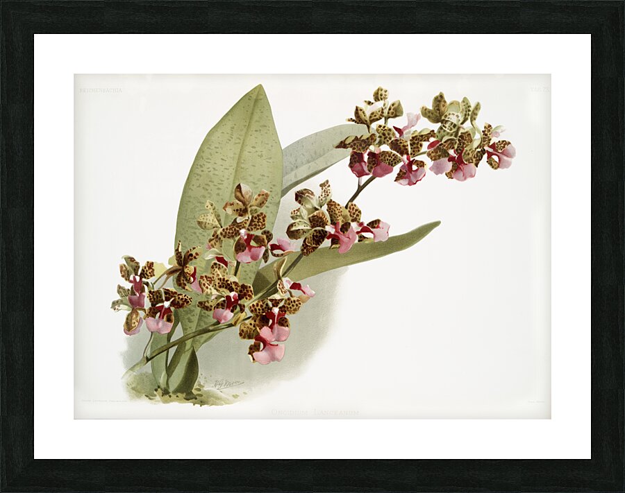 Oncidium lanceanum from Reichenbachia Orchids 1888-1894 illustrated by Frederick Sander 1847-1920.  Picture Frame print