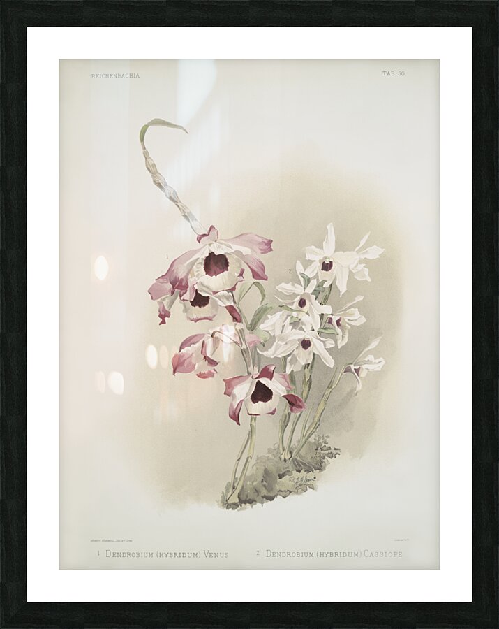 Dendrobium hybridum venus Dendrobium hybridum cassiope from Reichenbachia Orchids 1888-1894 illustrated by Frederick Sander 1847-1920.  Picture Frame print