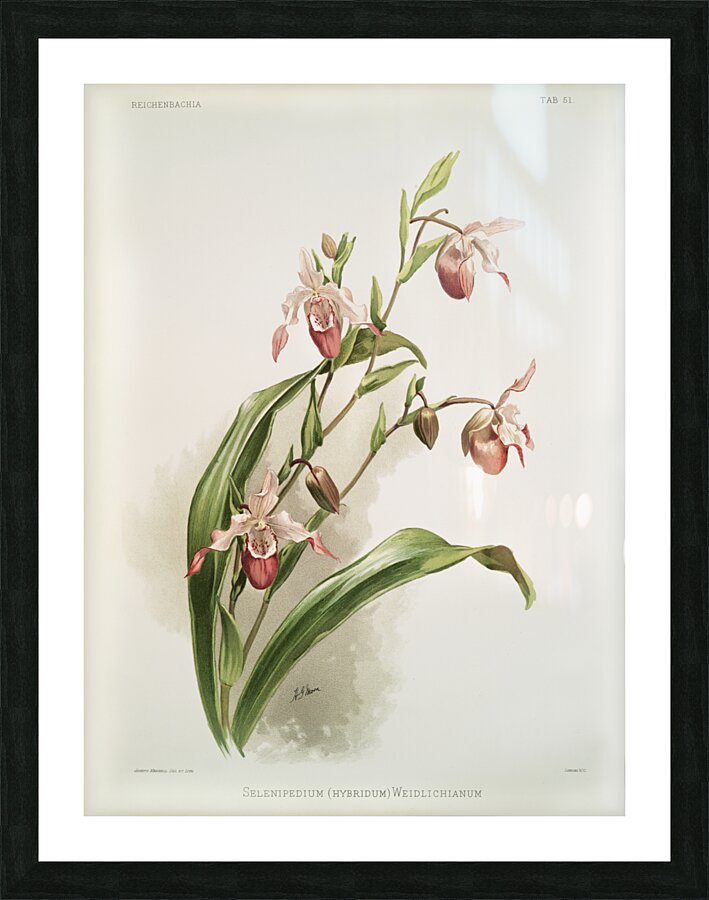 Selenipedium hybridum weidlichianum from Reichenbachia Orchids 1888-1894 illustrated by Frederick Sander 1847-1920.  Picture Frame print