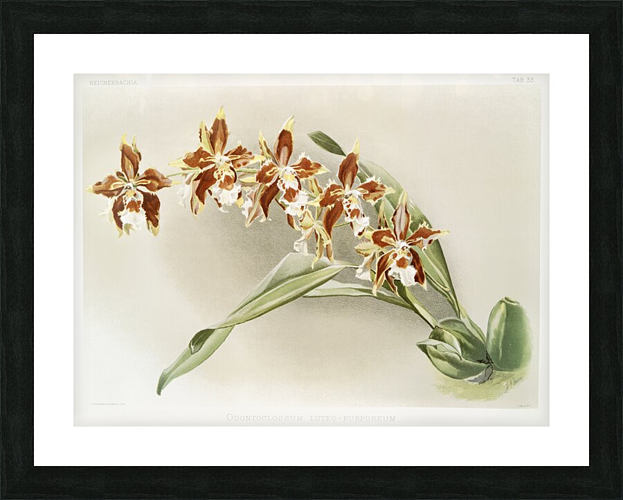 Odontoglossum luteo-purpureum from Reichenbachia Orchids 1888-1894 illustrated by Frederick Sander 1847-1920.  Picture Frame print