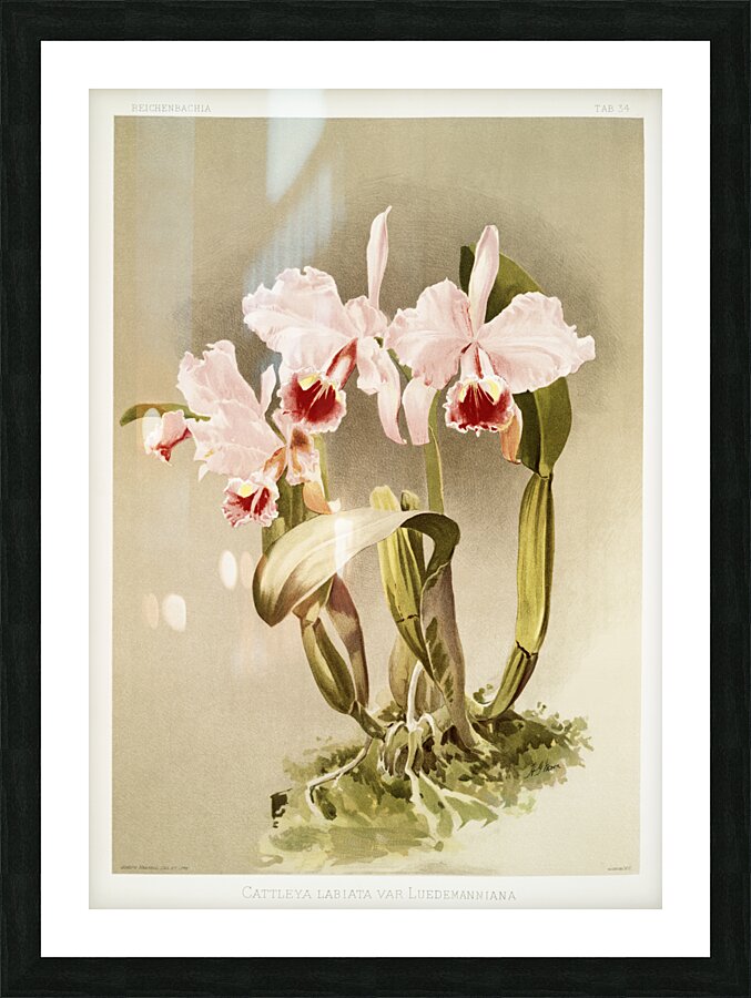 Cattleya labiata var luedemanniana from Reichenbachia Orchids 1888-1894 illustrated by Frederick Sander 1847-1920.  Picture Frame print