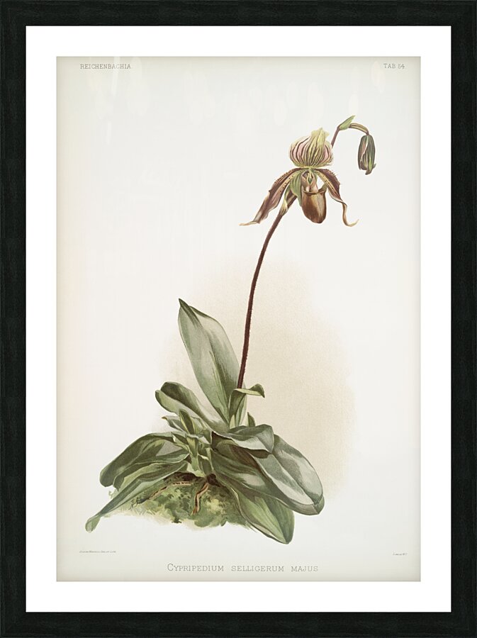 Cypripedium selligerum majus from Reichenbachia Orchids 1888-1894 illustrated by Frederick Sander 1847-1920.  Picture Frame print