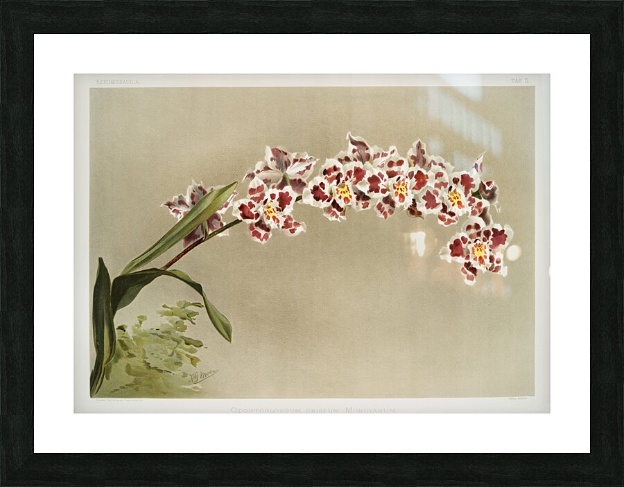 Odontoglossum crispum mundyanum from Reichenbachia Orchids 1888-1894 illustrated by Frederick Sander 1847-1920.  Picture Frame print