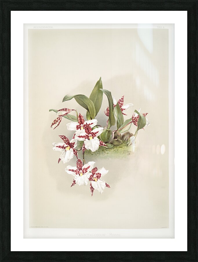 Odontoglossum rossii from Reichenbachia Orchids 1888-1894 by Frederick Sander 1847-1920.  Picture Frame print
