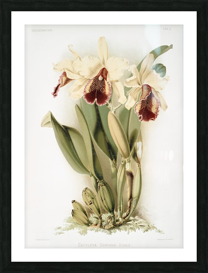 Cattleya dowiana aurea from Reichenbachia Orchids 1888-1894 by Frederick Sander 1847-1920.  Picture Frame print