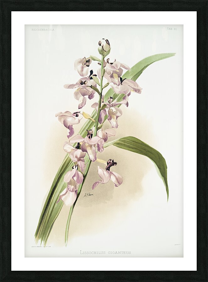 Lissochilus giganteus from Reichenbachia Orchids 1888-1894 illustrated by Frederick Sander 1847-1920.  Picture Frame print