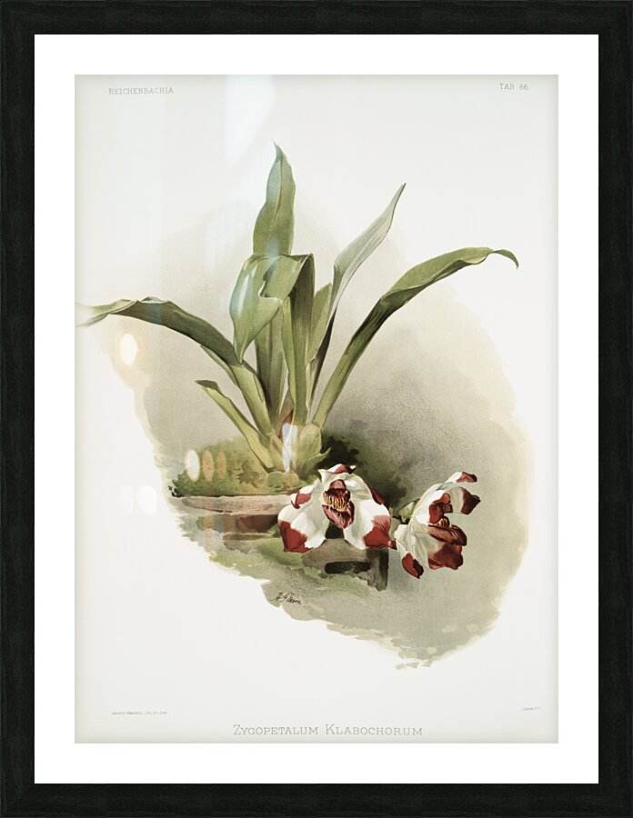 Zygopetalum klabochorum from Reichenbachia Orchids 1888-1894 illustrated by Frederick Sander 1847-1920.  Picture Frame print