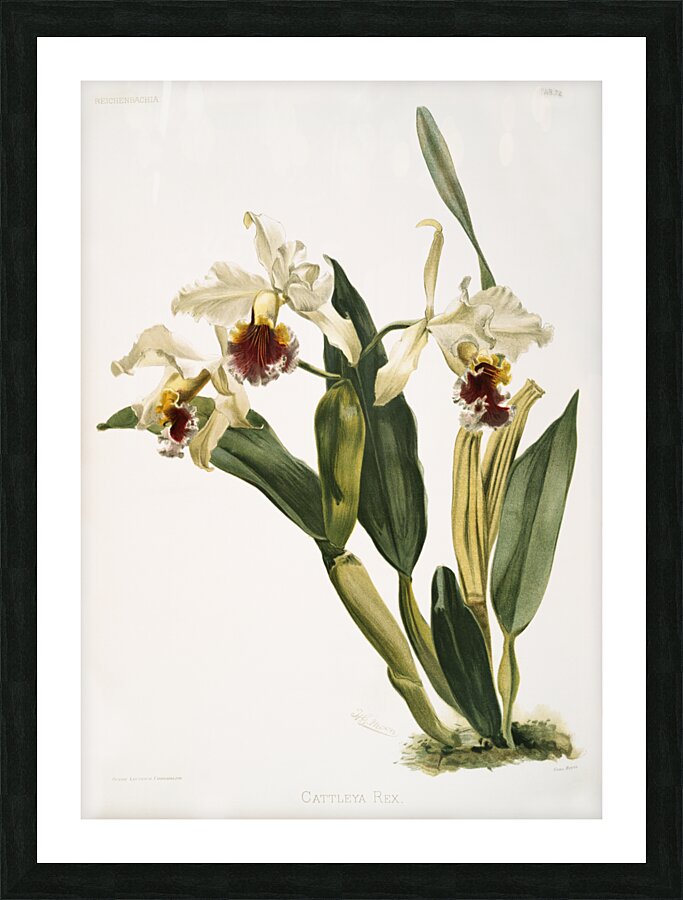 Cattleya rex from Reichenbachia Orchids 1888-1894 illustrated by Frederick Sander 1847-1920.  Picture Frame print