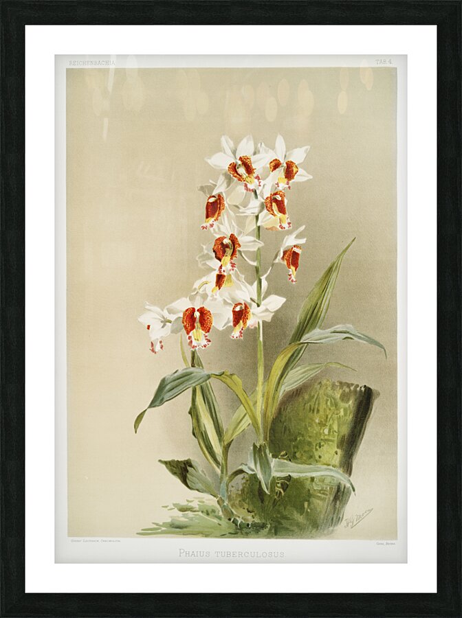 Phaius tuberculosus from Reichenbachia Orchids 1888-1894 illustrated by Frederick Sander 1847-1920.  Picture Frame print