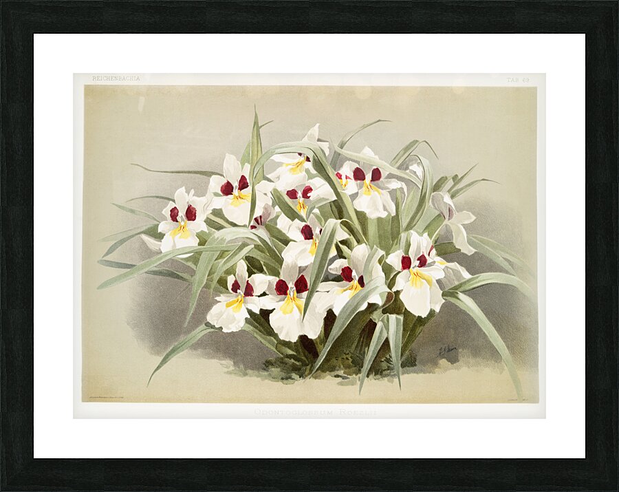 Odontoglossum roezlii from Reichenbachia Orchids 1888-1894 illustrated by Frederick Sander 1847-1920.  Picture Frame print