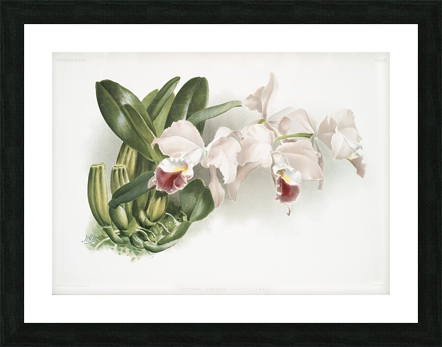 Cypripedium lemoinierianum from Reichenbachia Orchids 1888-1894 illustrated by Frederick Sander 1847-1920.  Picture Frame print