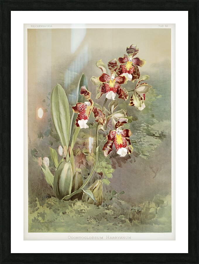 Odontoglossum harryanum from Reichenbachia Orchids 1888-1894 illustrated by Frederick Sander 1847-1920.  Picture Frame print