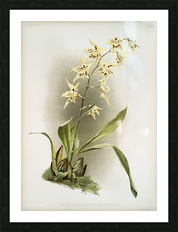 Odontoglossum hebraicum aspersum from Reichenbachia Orchids 1888-1894 illustrated by Frederick Sander 1847-1920.  Picture Frame print