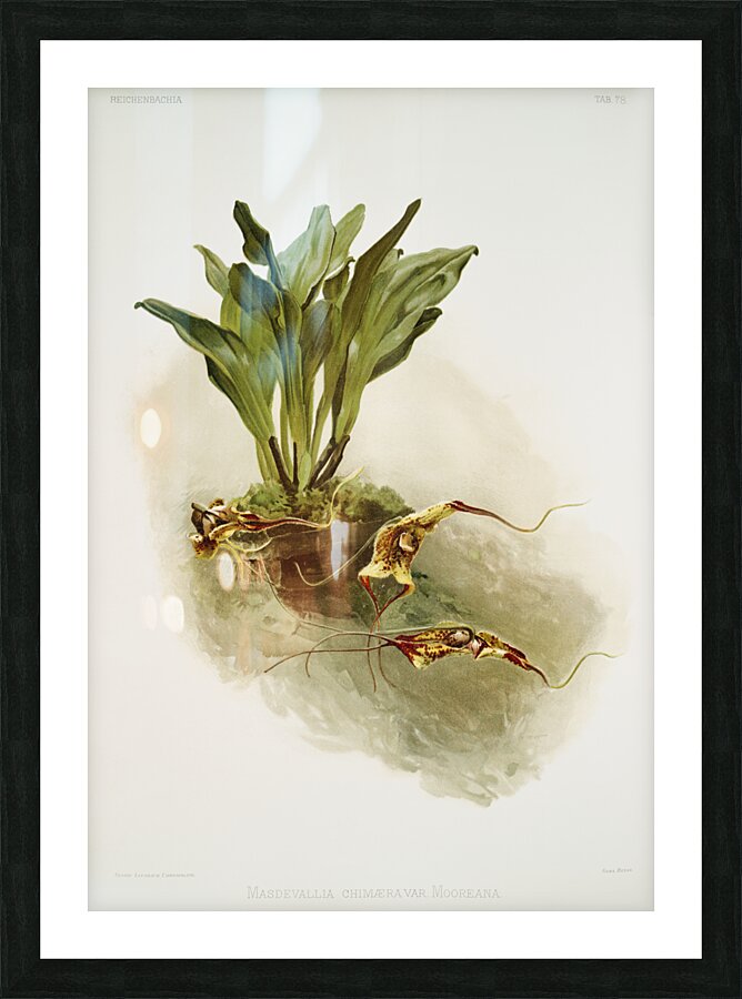 Masdevallia chimæra var mooreana from Reichenbachia Orchids 1888-1894 illustrated by Frederick Sander 1847-1920.  Picture Frame print