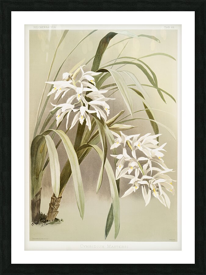 Cymbidium mastersi from Reichenbachia Orchids 1888-1894 illustrated by Frederick Sander 1847-1920.  Picture Frame print