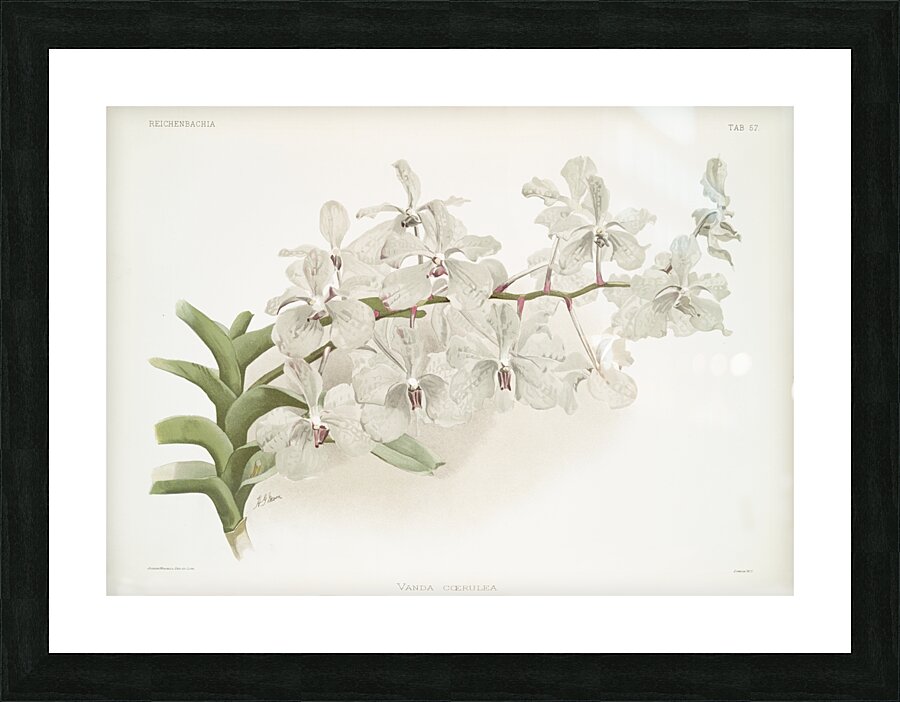 Vanda ccerulea from Reichenbachia Orchids 1888-1894 illustrated by Frederick Sander 1847-1920.  Picture Frame print