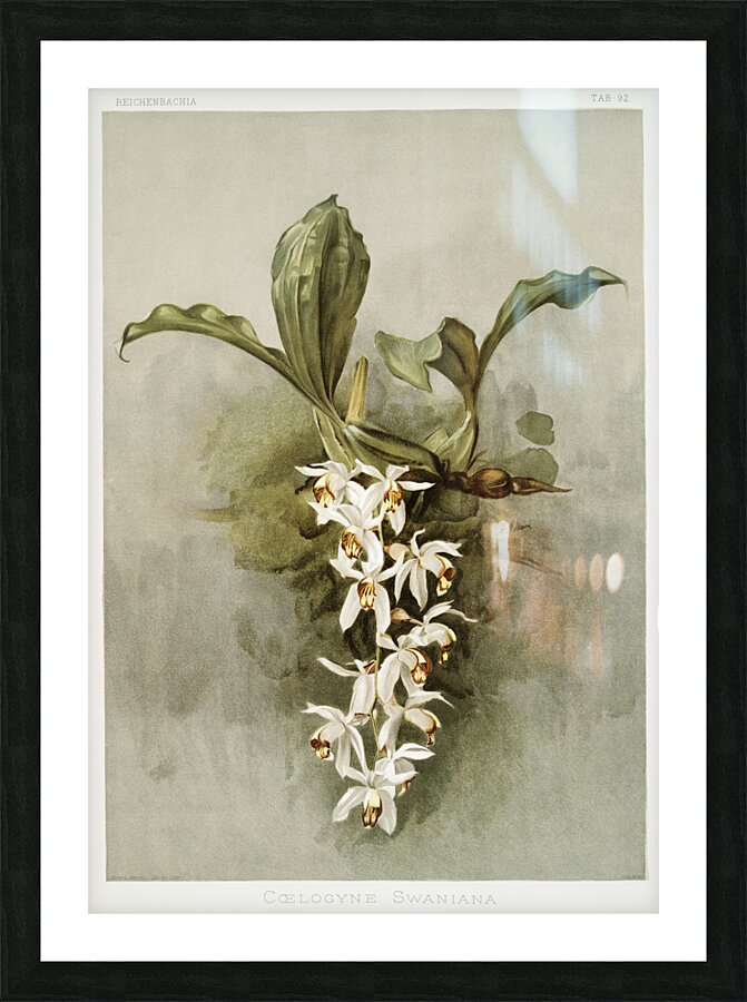 Swains Coelogyne Coelogyne swaniana from Reichenbachia Orchids 1888-1894 illustrated by Frederick Sander 1847-1920.  Picture Frame print
