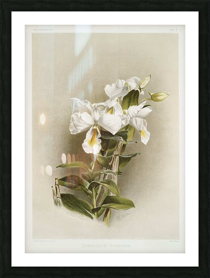 Dendrobium formosum from Reichenbachia Orchids 1888-1894 illustrated by Frederick Sander 1847-1920.  Picture Frame print
