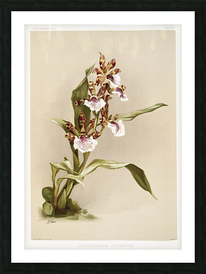 Zygopetalum crinitum from Reichenbachia Orchids 1888-1894 illustrated by Frederick Sander 1847-1920.  Impression et Cadre photo