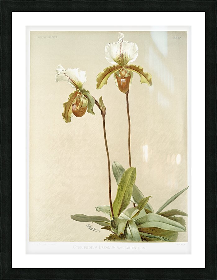 Cypripedium leeanum var giganteum from Reichenbachia Orchids 1888-1894 illustrated by Frederick Sander 1847-1920.  Picture Frame print