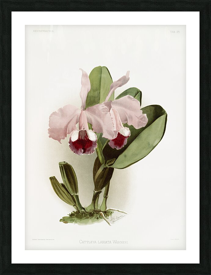 Cattleya labiata warneri from Reichenbachia Orchids 1888-1894 illustrated by Frederick Sander 1847-1920.  Picture Frame print