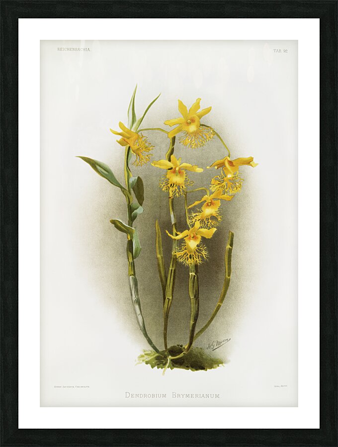 Dendrobium brymerianum from Reichenbachia Orchids 1888-1894 illustrated by Frederick Sander 1847-1920.  Picture Frame print