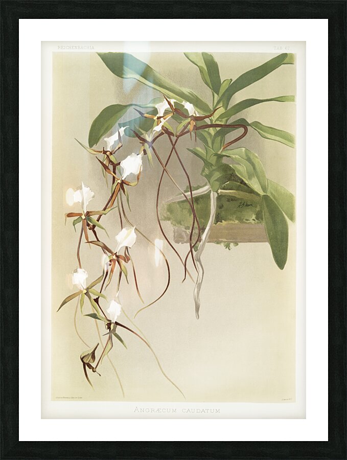 Angræcum caudatum from Reichenbachia Orchids 1888-1894 illustrated by Frederick Sander 1847-1920.  Picture Frame print