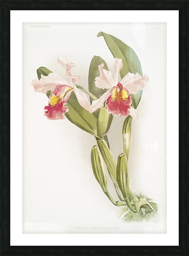 Cattleya warscewiczii from Reichenbachia Orchids 1888-1894 illustrated by Frederick Sander 1847-1920.  Picture Frame print