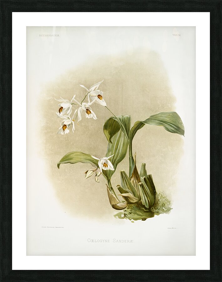 Coelogyne sanderæ from Reichenbachia Orchids 1888-1894 illustrated by Frederick Sander 1847-1920.  Picture Frame print