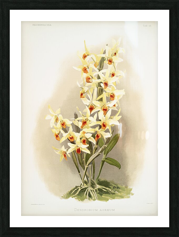 Dendrobium aureum from Reichenbachia Orchids 1888-1894 illustrated by Frederick Sander 1847-1920.  Picture Frame print