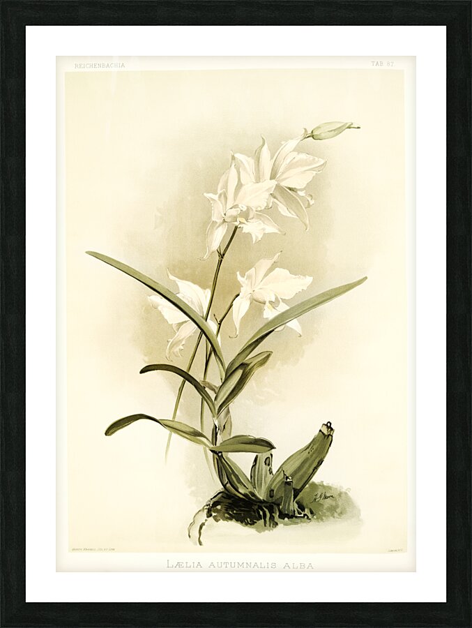 Lælia autumnalis alba from Reichenbachia Orchids 1888-1894 illustrated by Frederick Sander 1847-1920.  Picture Frame print