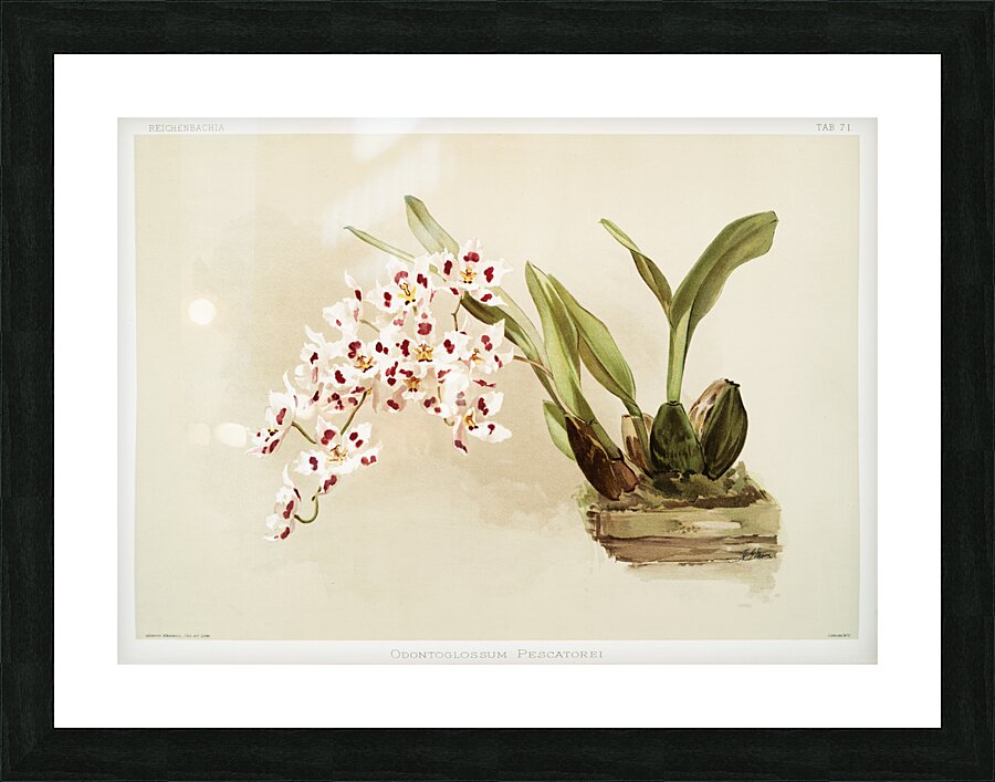 Odontoglossum pescatorei from Reichenbachia Orchids 1888-1894 illustrated by Frederick Sander 1847-1920.  Picture Frame print