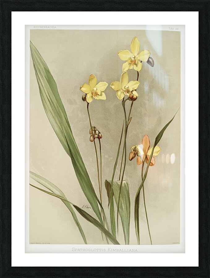 Kimballs Spathoglottis Spathoglottis kimballiana from Reichenbachia Orchids 1888-1894 illustrated by Frederick Sander 1847-1920.  Picture Frame print