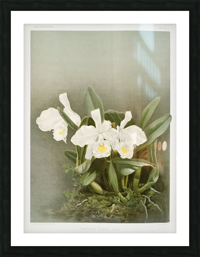 Cattleya trianæ alba from Reichenbachia Orchids 1888-1894 illustrated by Frederick Sander 1847-1920.  Picture Frame print